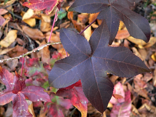 {ILiquidambar styraciflua}